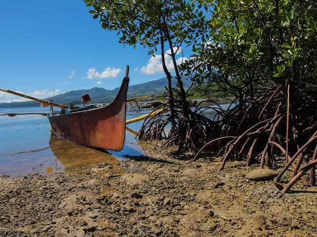 Where Land Meets Sea: The Quiet Life of Mangroves