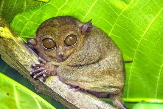 Those Giant Eyes: Inside the World of the Philippine Tarsier